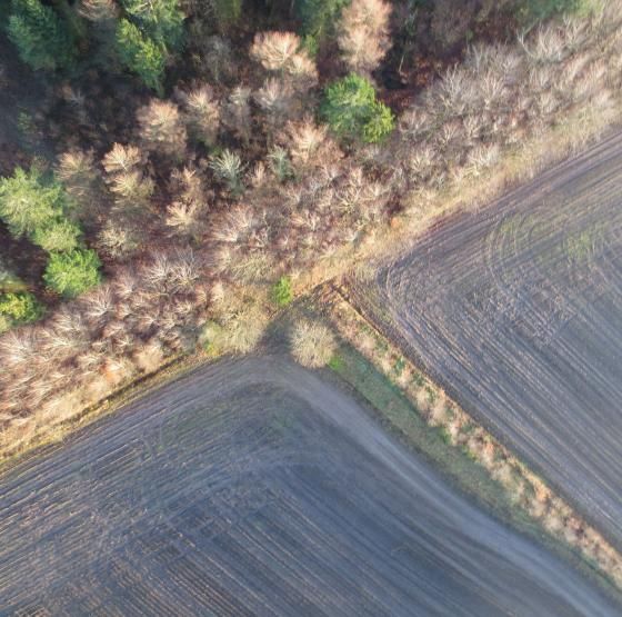 Dronefoto af skovbryn og mark
