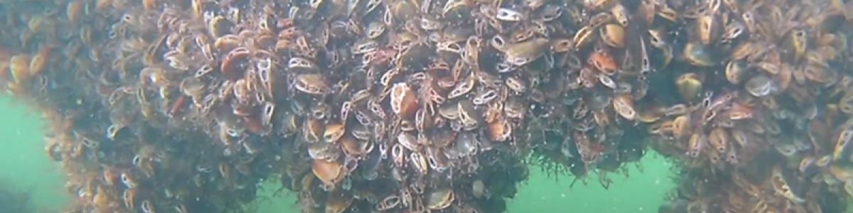 Video om miljøeffekter af muslingeopdræt