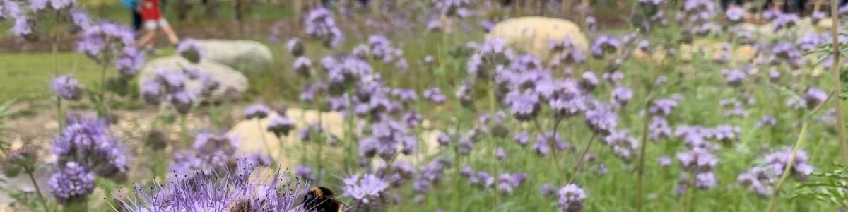 Humlebi på blomst i Hedeselskabets biodiversitetspark 2021