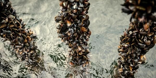 Muslinger gror på liner i vandet