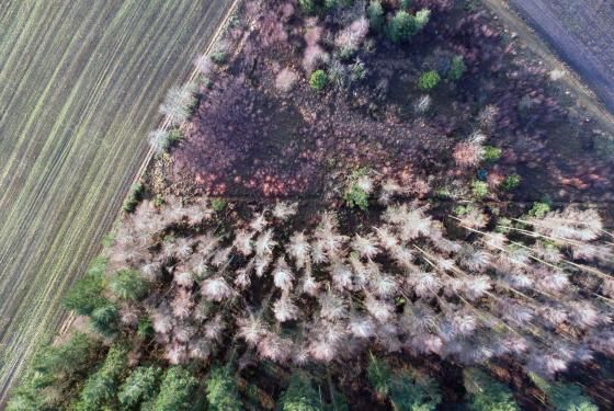 Dronefoto af skov og mark