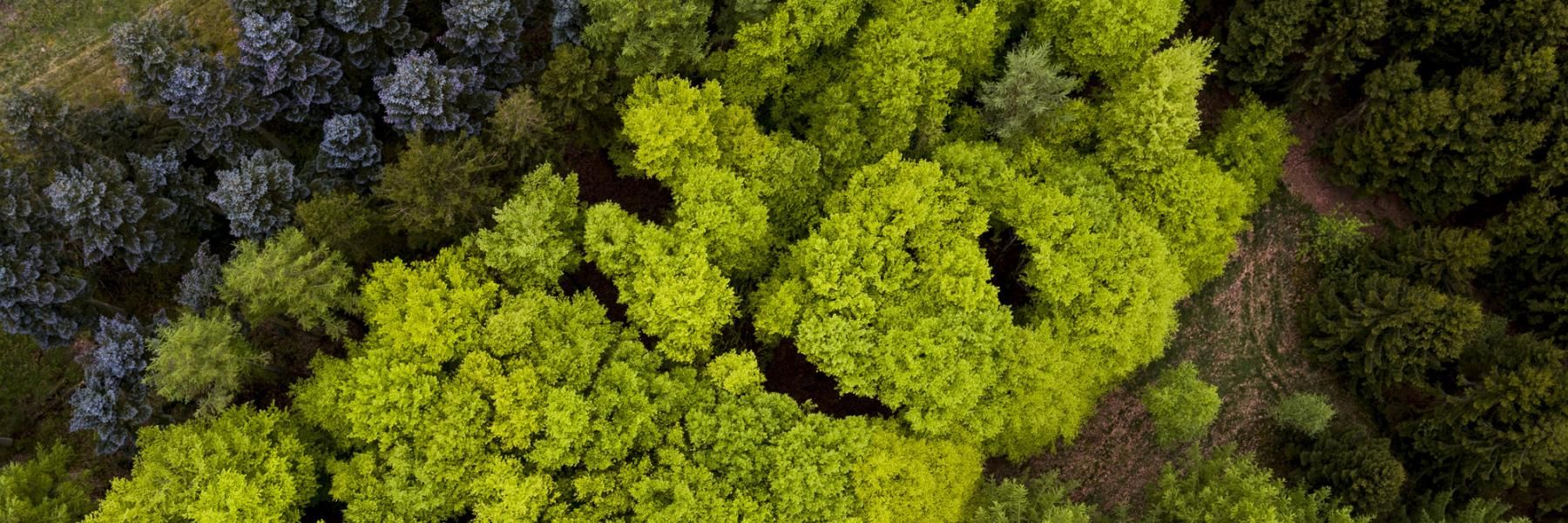 Blandet skov fotograferet med drone