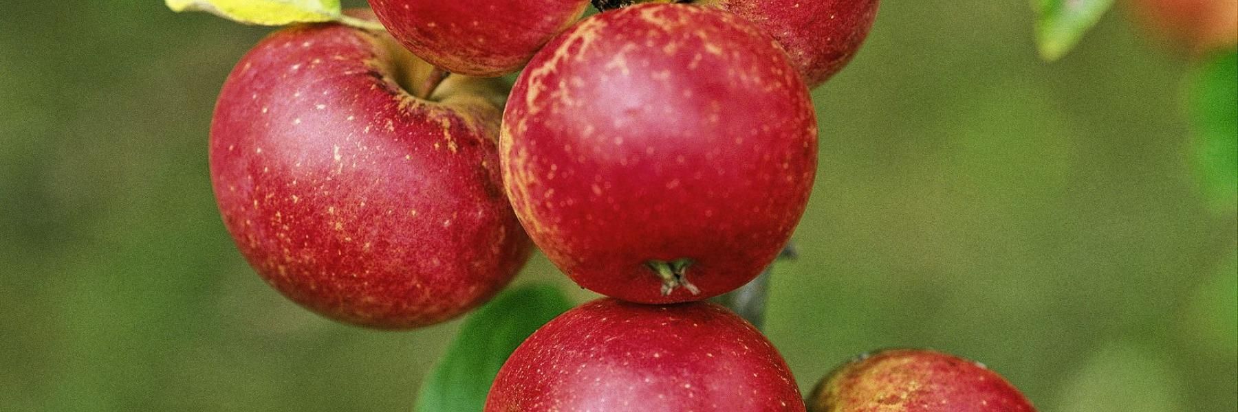 frugttræer_æbler