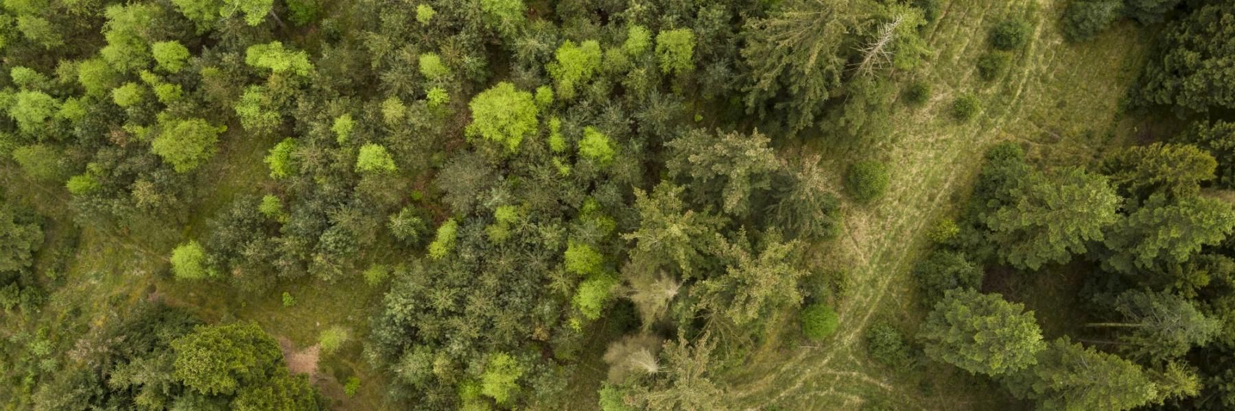 Dronefoto af skov