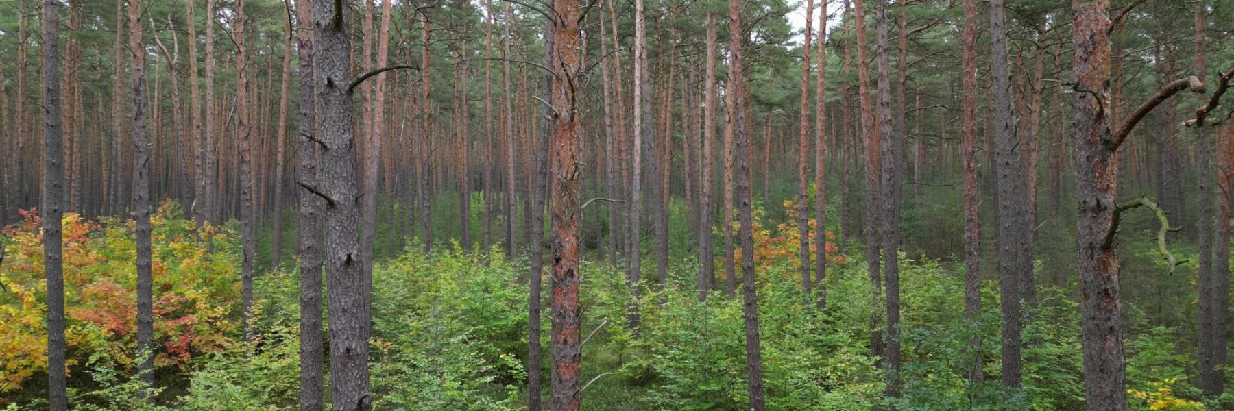 Tysk fyrreskov med underplantet bøg