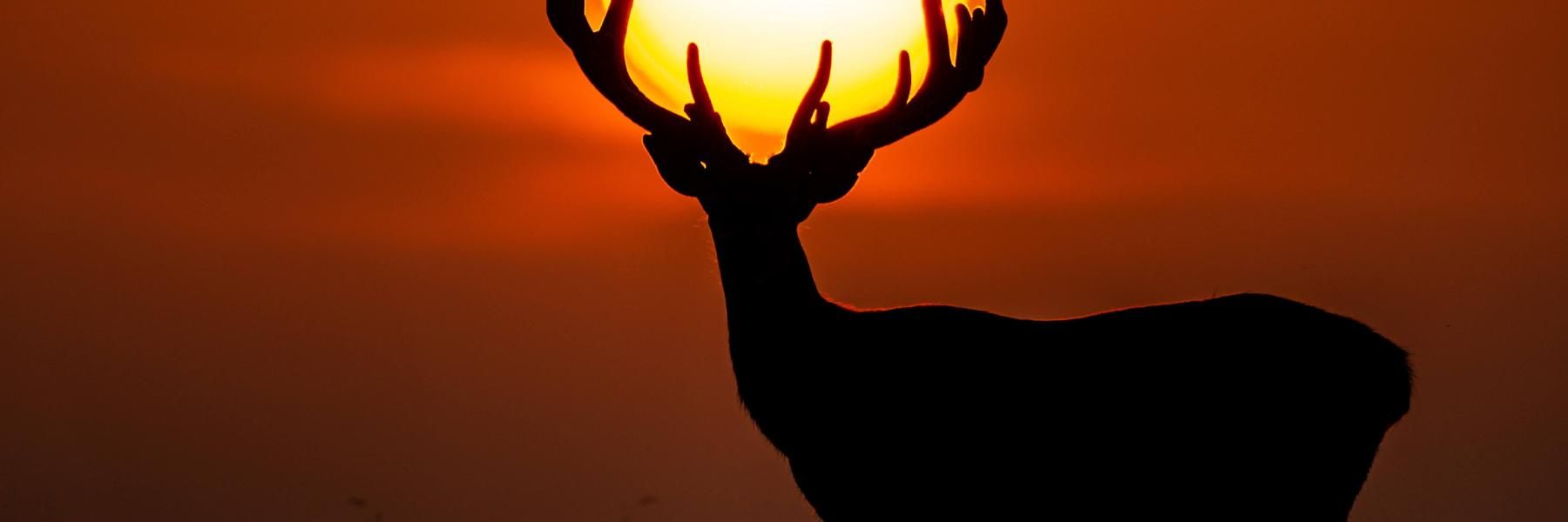 Fotokredit-EmilPoulsen-solnedgang.jpeg