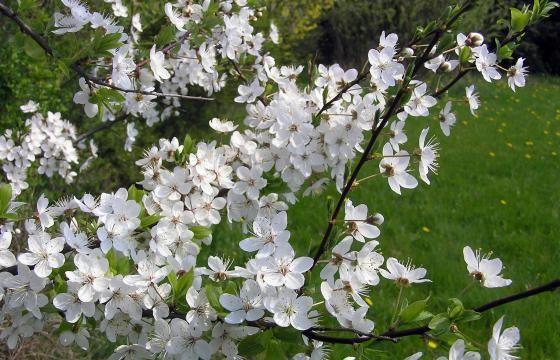Blomstrende-æbletræ