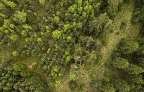 Dronefoto af skov