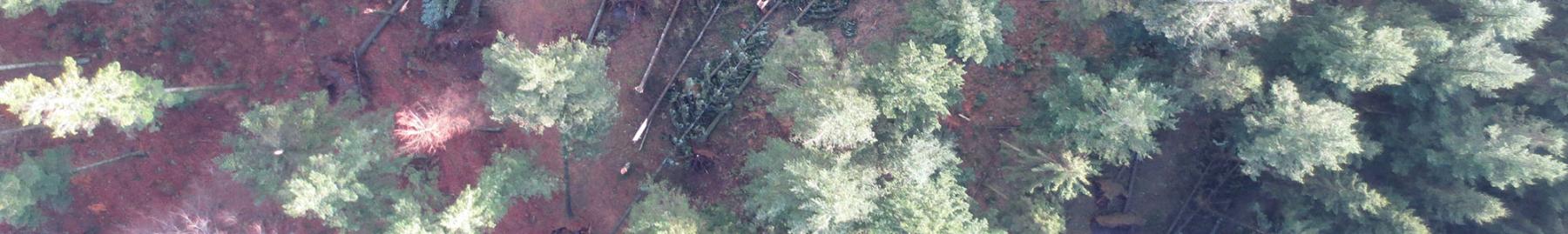 Dronefoto af skov i smal udgave